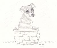Puppy basket